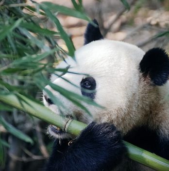 Les pandas sont-ils en voie d’extinction ?