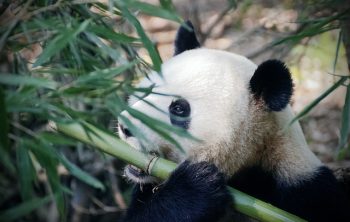 Les pandas sont-ils en voie d’extinction ?