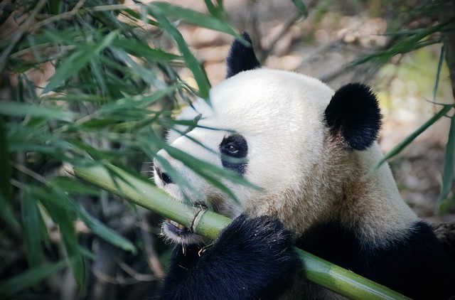 Les pandas sont-ils en voie d’extinction ?