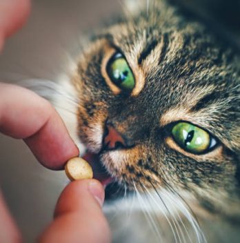 Quelles friandises peut-on donner à un chat ?