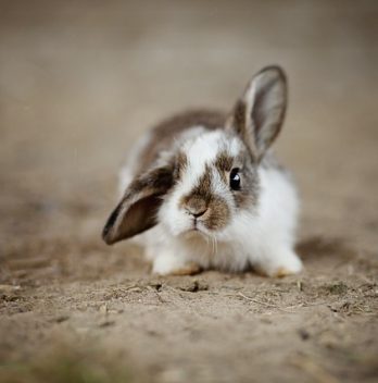 Comment communiquer avec son lapin nain ?