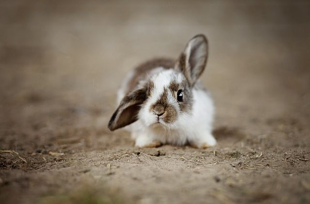 Comment communiquer avec son lapin nain ?