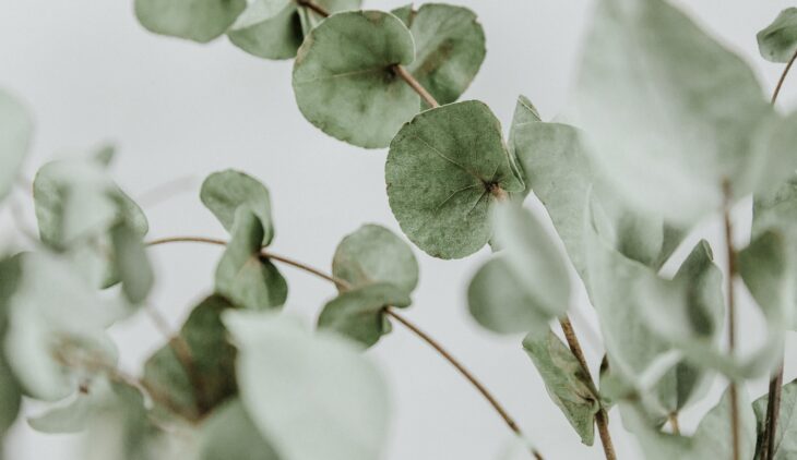 Les cosmétiques naturels africains : une tendance forte en 2023