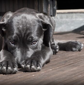 Tout savoir sur le lanceur de balle automatique pour chien