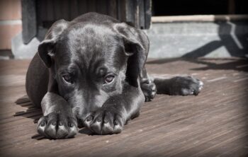 Tout savoir sur le lanceur de balle automatique pour chien