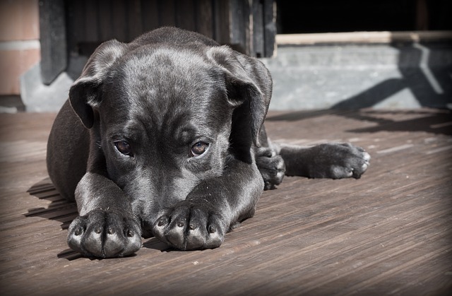 Tout savoir sur le lanceur de balle automatique pour chien